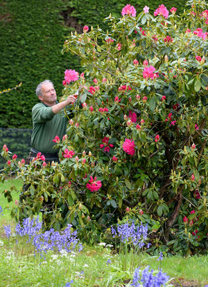 Head gardener Nick Huxley tending to the gardens at Goldstone Hall Hotel