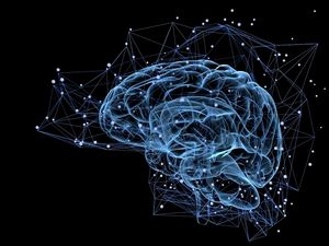 Supporting image for story: Every individual has a unique brain anatomy, study reveals