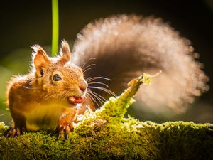 Supporting image for story: Red squirrel range increases 25% in Highlands following reintroduction project