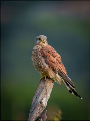 Ian Rowley - Male Kestrel