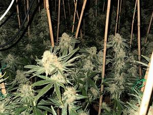 Supporting image for story: More than 400 cannabis plants seized in Telford police raids
