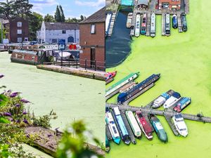 Supporting image for story: Stourport canal system turns bright green with residents concerned it could be mistaken for grass