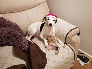 Supporting image for story: Timid Millie goes missing in Wrekin search for fellow dog