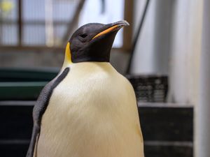 Supporting image for story: First emperor penguin known to reach Australia found on tourist beach