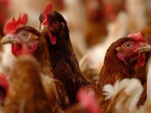 Supporting image for story: Anger over fresh bid for 216,000-bird farm in Shropshire