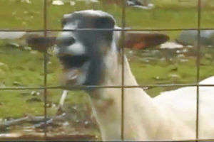 Supporting image for story: It's a scream – Taylor Swift song given YouTube goat bleats treatment