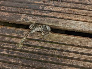 Supporting image for story: Toad rescued by RSPCA thanks to washing-up liquid and a screwdriver