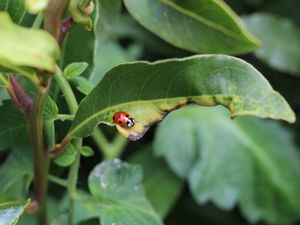 Supporting image for story: Ladybird swarms bug Shropshire homeowners