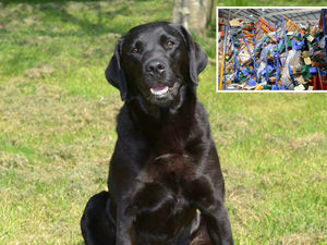 Supporting image for story: Hinstock warehouse collapse: Meet the hero dog who helped rescue worker buried under tonnes of cheese