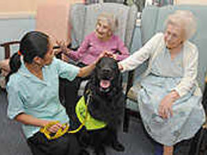 Supporting image for story: Smiles as loveable pets provide therapy
