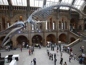 Supporting image for story: The Natural History Museum is making its archive digital