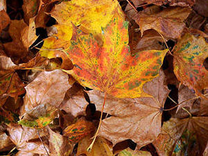 Supporting image for story: Autumnal Midlands - in pictures