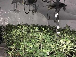 Supporting image for story: Large cannabis factory found in Smethwick loft