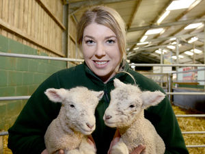 Supporting image for story: Orphan lambs get some 'TLC' from visitors to farm attraction