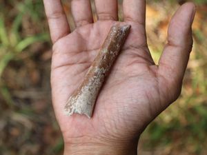 Supporting image for story: Tiny adult limb bone fossil sheds light on origin of ancient ‘Hobbit’ humans