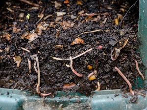 Supporting image for story: This story about a ‘cursed’ root filled with worms will make your skin crawl