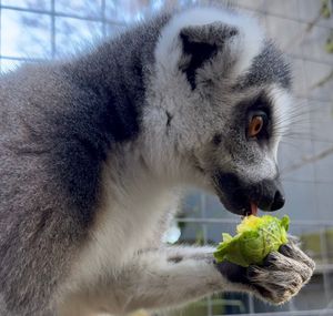 Sprouts are on the menu for the Ring Tailed Lemurs