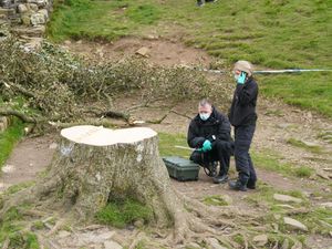 Forensic investigators from Northumbria Police examining the felled Sycamore Gap tree