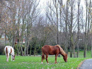 Supporting image for story: 230 stray horses are taken off the Dudley streets