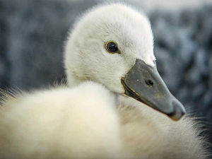 Supporting image for story: Video: Cygnet kicked and thrown over fence in Shrewsbury