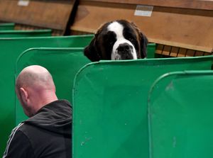 First day of Crufts at the NEC Birmingham.