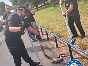 Supporting image for story: Police officers forced to deal with large boa constrictor snake on busy Birmingham road