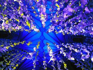 Supporting image for story: Lichfield Cathedral festive light show attracts 10,000