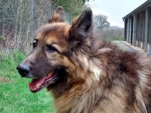 Supporting image for story: Dog thrown out of car, kicked and nearly run over in Shropshire village