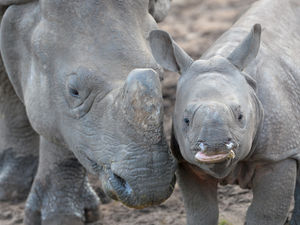 Supporting image for story: West Midland Safari Park 'breathing sigh of relief' as staff prepare to reopen