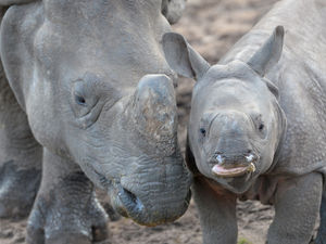 Supporting image for story: West Midland Safari Park 'breathing sigh of relief' as staff prepare to reopen