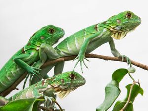 Supporting image for story: Taiwan plans to cull up to 120,000 green iguanas due to impact on agriculture