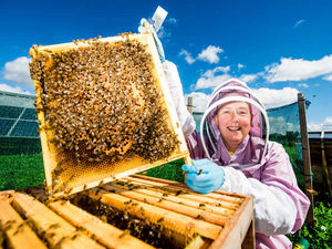 Supporting image for story: Video and pictures: Shropshire beekeeper Alison buzzing about hobby turned business