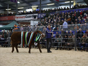 Supreme Cattle Champion: ‘Twilight’, a Limousin-sired heifer bred by Tecwyn Jones of Caer Gwrli, Anglesey, sold for £8,500 to local butcher Arwyn Morgans of Morgans Family Butchers, Builth Wells.