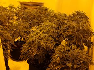 Supporting image for story: Man arrested after cannabis farm found at Bearwood property