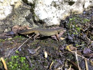 Supporting image for story: Toads on the road! Volunteers prepare for amphibian migration season