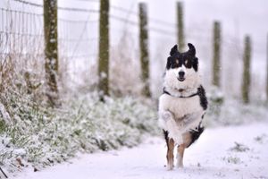 A dog plays in the snow during heavy snowfall in Wrockwardine, on Sunday, January 4, 2026. Credit: Mike Sheridan