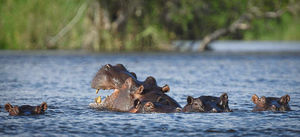 It wasn't just humans that posed a threat to Chaz's life