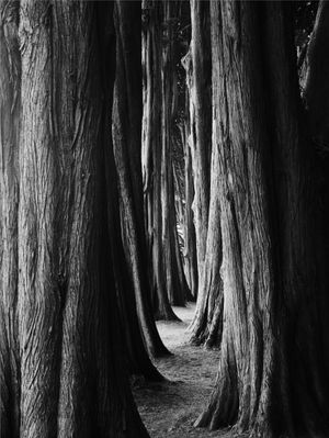 Deep Into the Woods by Harry Cheadle