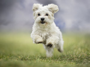 Supporting image for story: Police chiefs demand more officers to help implement new pet theft law