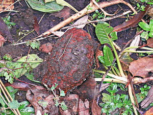 Supporting image for story: Live grenade found at Walsall Arboretum as trees are planted