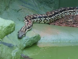 Supporting image for story: Dudley Zoo hoping for baby boas