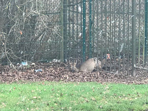 Supporting image for story: Deer rescued after getting stuck in railings at Wolverhampton school