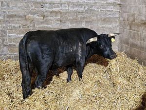 Supporting image for story: Birmingham’s on-the-run bull rehomed in Norfolk after ‘unexpected’ city break