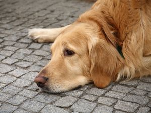 Supporting image for story: Dogs Home closed by deadly virus outbreak