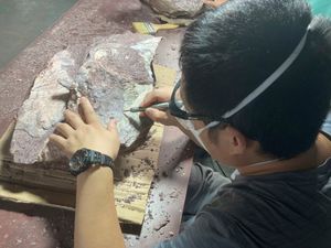 Supporting image for story: Hong Kong discovers dinosaur fossils for the first time
