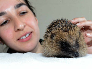Supporting image for story: Shropshire's prickly pals under threat of extinction