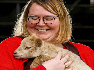Supporting image for story: Lambs born at Market Drayton farm in run up to Easter celebrations