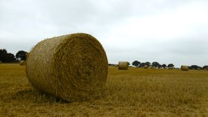 Farmers are busy gathering in the harvest in Shropshire. Picture: Peter Steggles