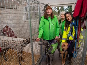 Supporting image for story: Wolverhampton's Monmore Green hosting free bank holiday greyhound race nights