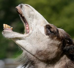 A camel on show at Joseph's Amazing Camels